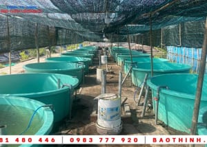Bồn composite nuôi cá giống tại Long Sơn - BRVT 15 Bồn composite nuôi cá giống tại Long Sơn - BRVT